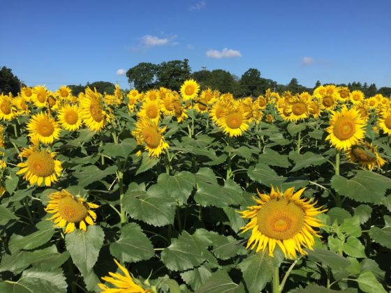 外でポートレート撮影をしたときに青空を青くする方法